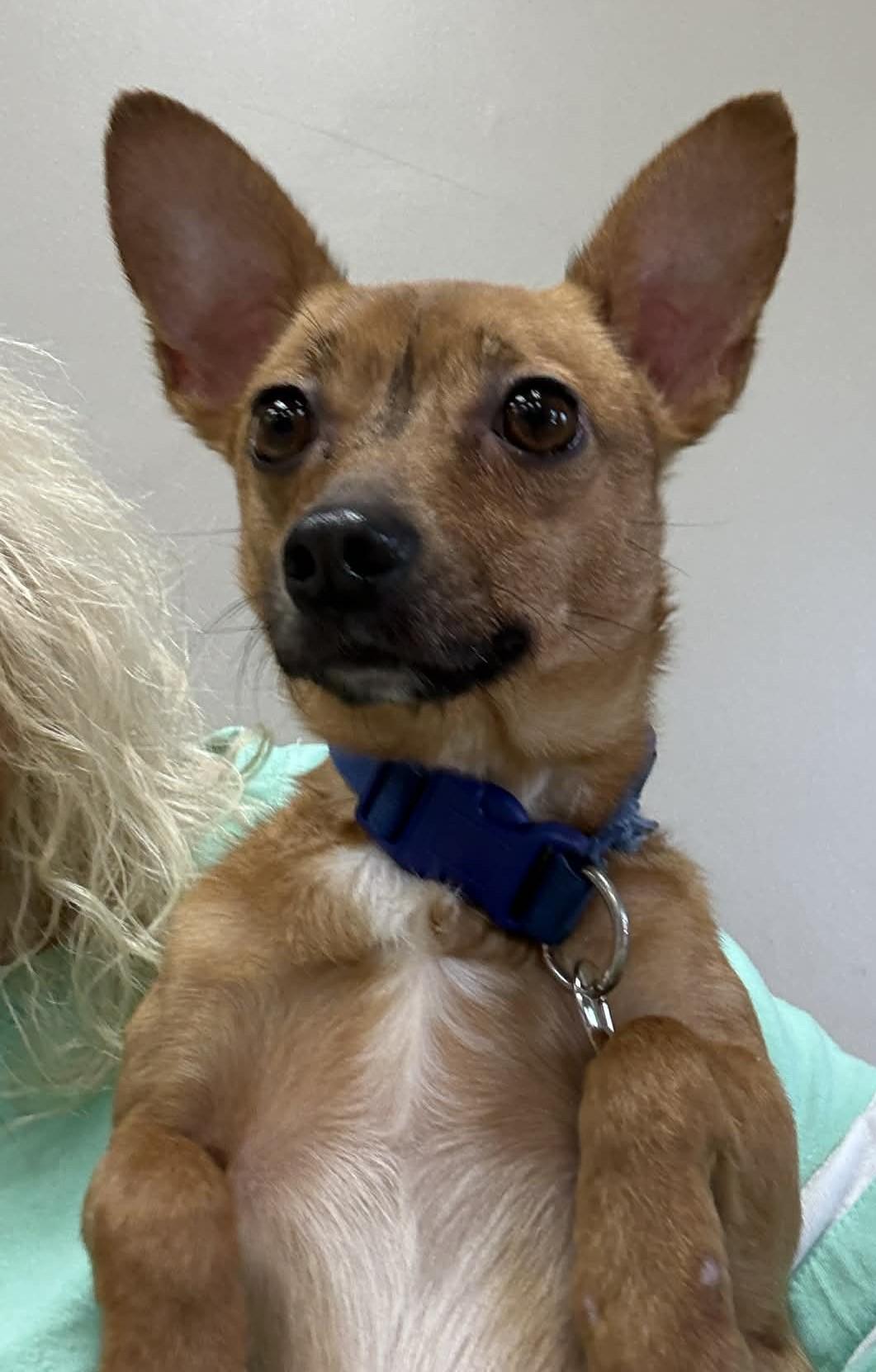 Miller (was killua), a ADOPTABLE mixed breed in Homer Glen, IL image 3/4