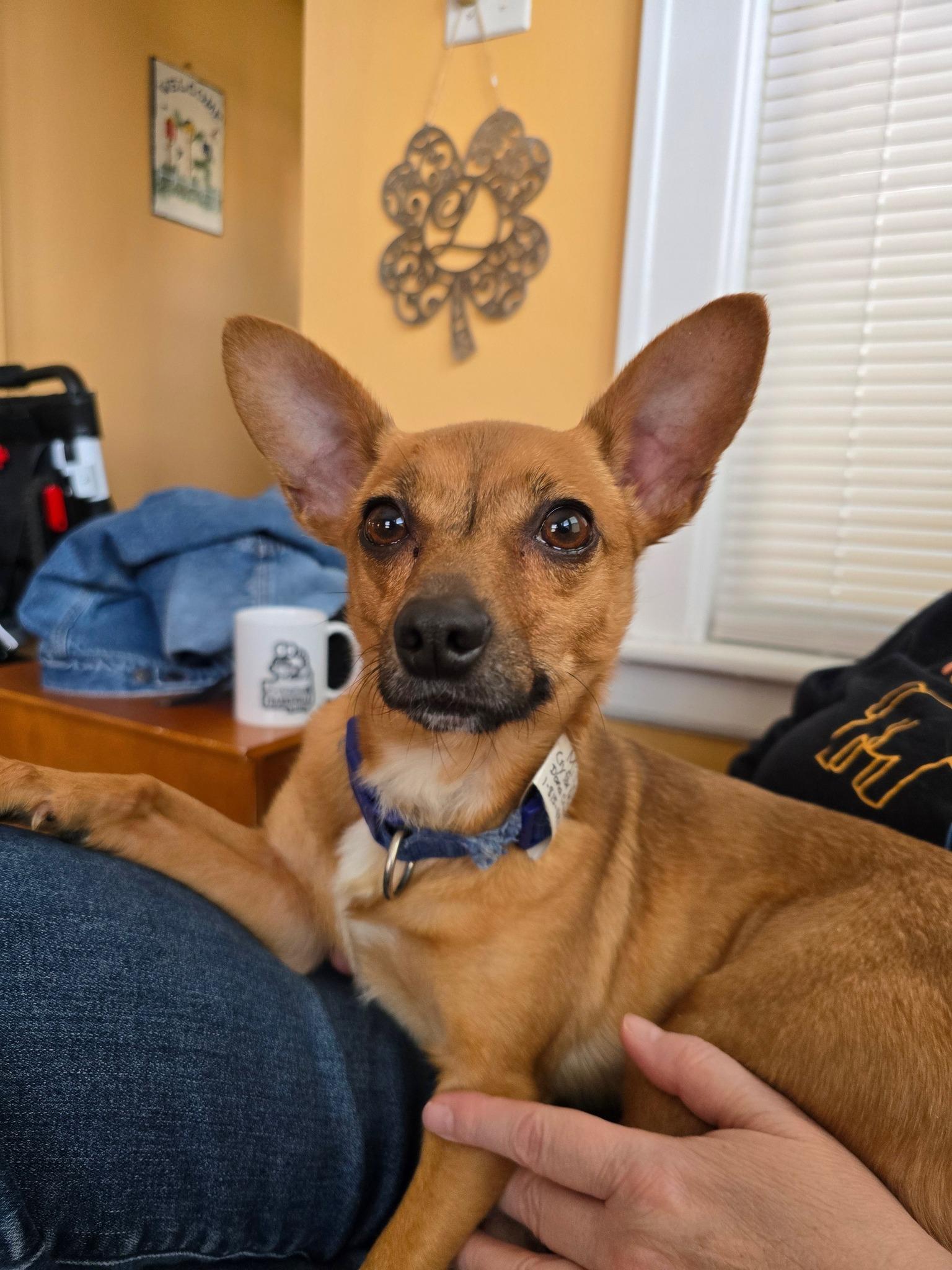 Enlarge Miller (was killua), an adopted mixed breed in Homer Glen, IL image 5/5