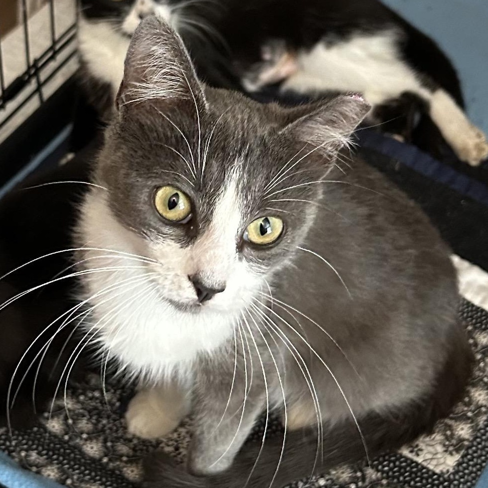 Cagney, Young Female unknown