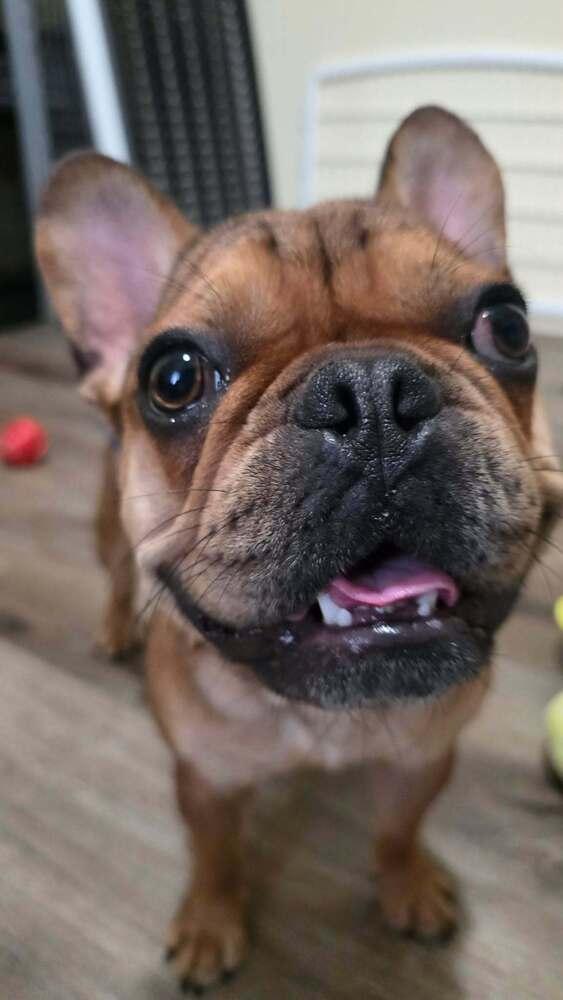 Zeke, Adoptable, Adult Male French Bulldog.