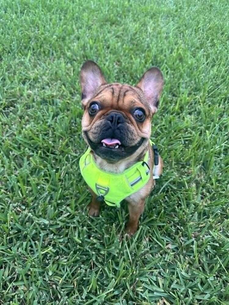 Zeke, a Adoptable French Bulldog in Heiskell, TN image 2/5