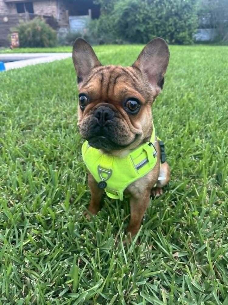 Zeke, a Adoptable French Bulldog in Heiskell, TN image 3/5