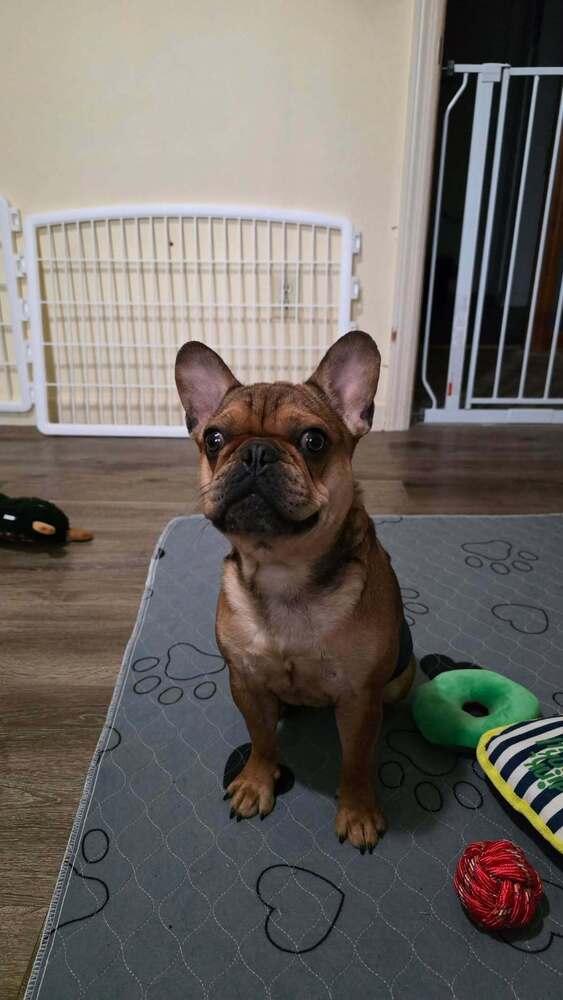 Zeke, a Adoptable French Bulldog in Heiskell, TN image 4/5