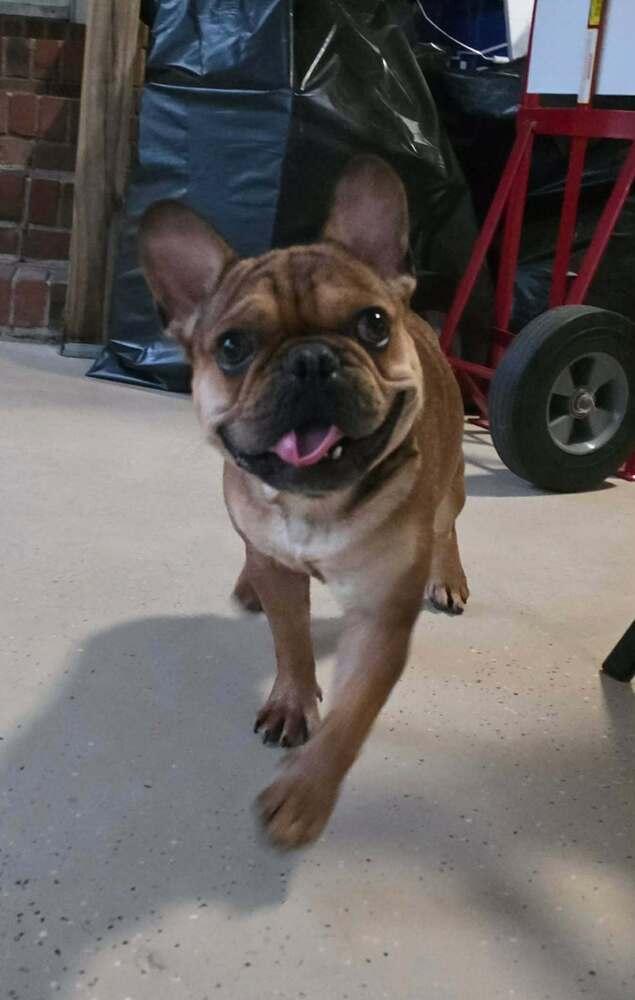 Zeke, a Adoptable French Bulldog in Heiskell, TN image 5/5