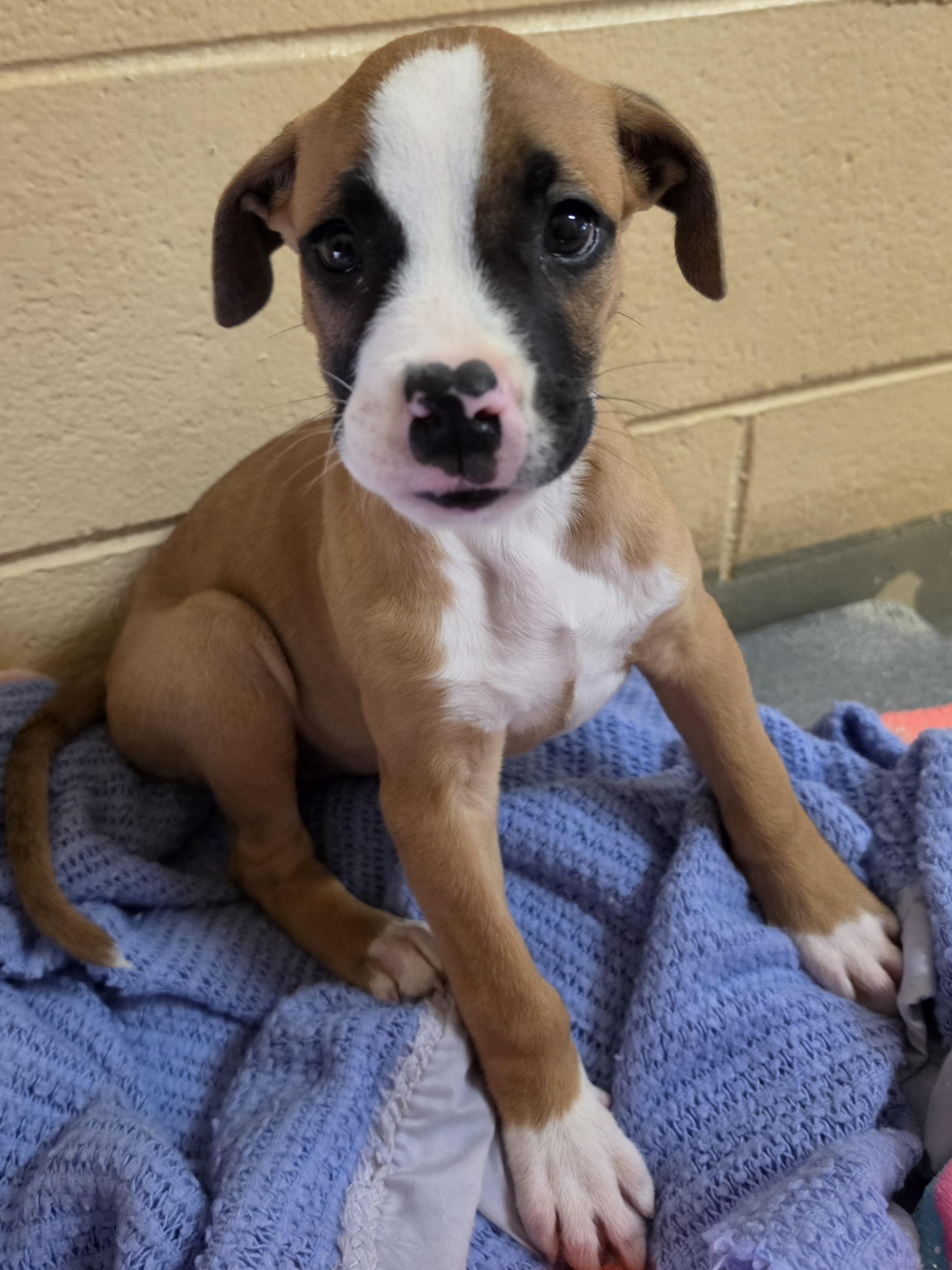 Charlie, Adoptable, Young Male Boxer & Pit Bull Terrier.