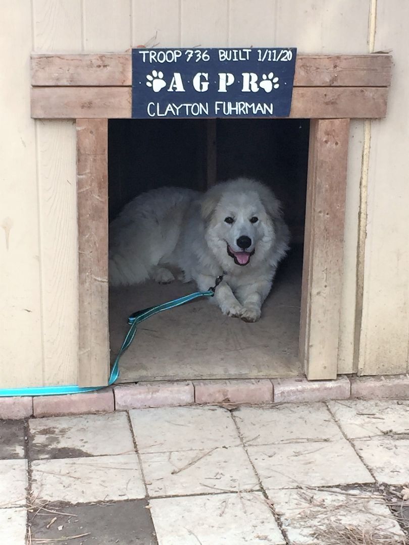 Gandolph, a Adoptable Great Pyrenees in Richmond, VA image 1/8