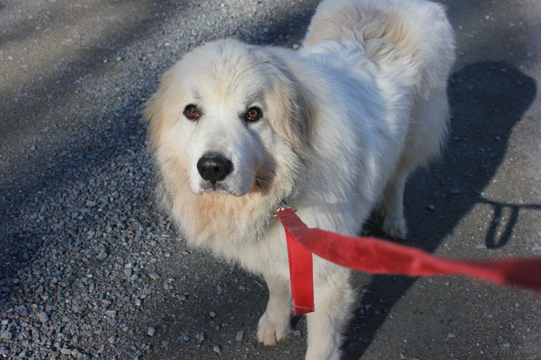 Gandolph, a Adoptable Great Pyrenees in Richmond, VA image 2/8