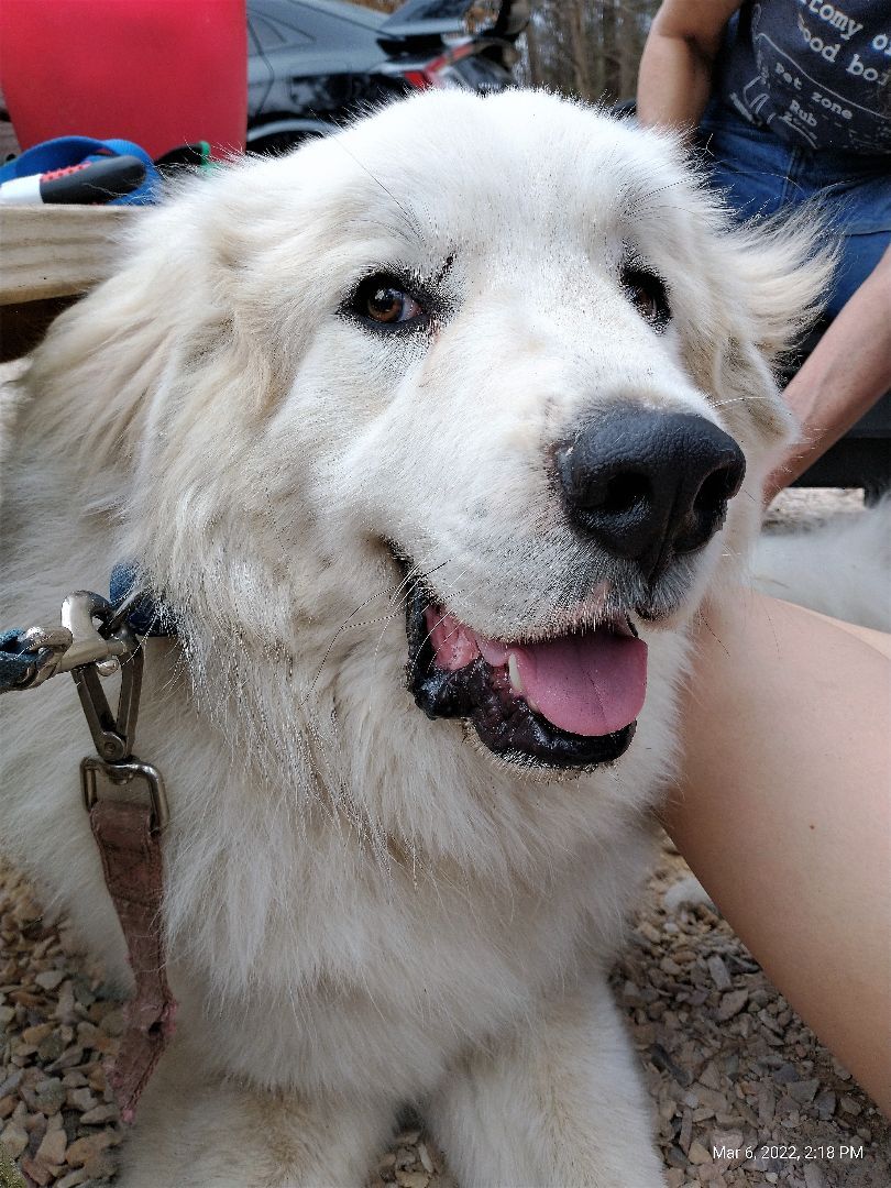 Gandolph, a Adoptable Great Pyrenees in Richmond, VA image 3/8