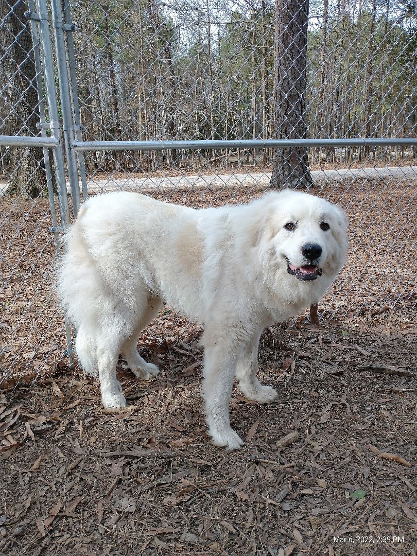 Gandolph, a Adoptable Great Pyrenees in Richmond, VA image 4/8