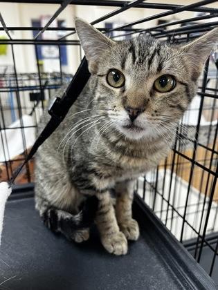 Storm 50989, adopted, Kitten Male Domestic Short Hair.