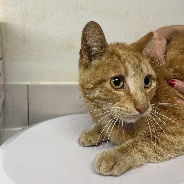 Witchy Wisp, Adoptable, Adult Female Domestic Short Hair.