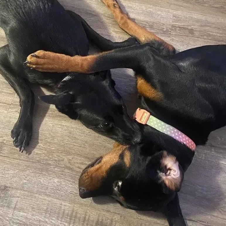 Biscuit, a ADOPTABLE Rottweiler in Polk, OH image 5/5
