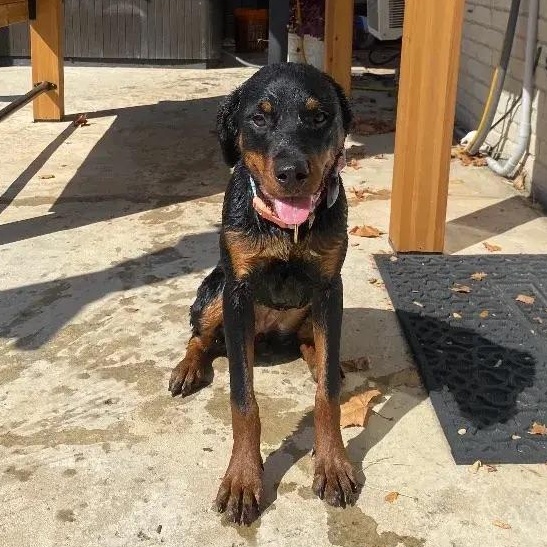 Biscuit, a ADOPTABLE Rottweiler in Polk, OH image 2/5