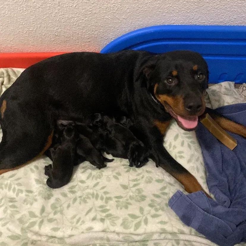 Biscuit, a ADOPTABLE Rottweiler in Polk, OH image 3/5