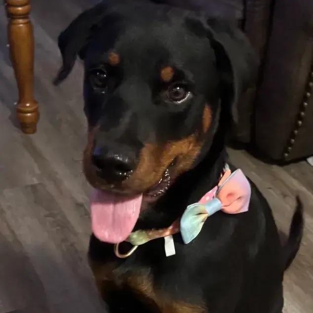 Biscuit, a ADOPTABLE Rottweiler in Polk, OH image 4/5