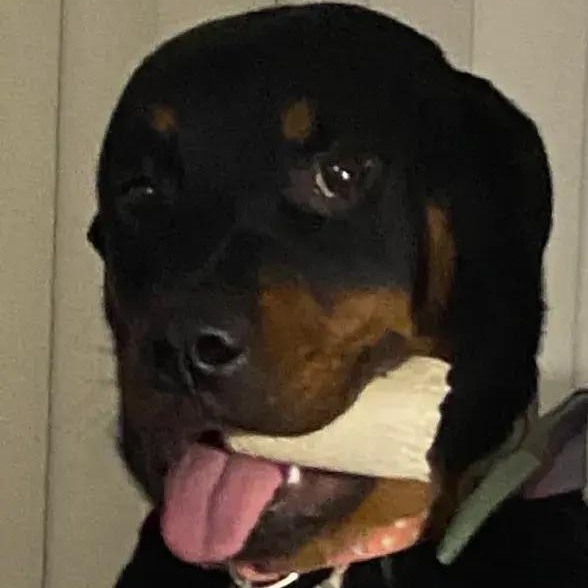 Biscuit, ADOPTABLE, Adult Female Rottweiler.