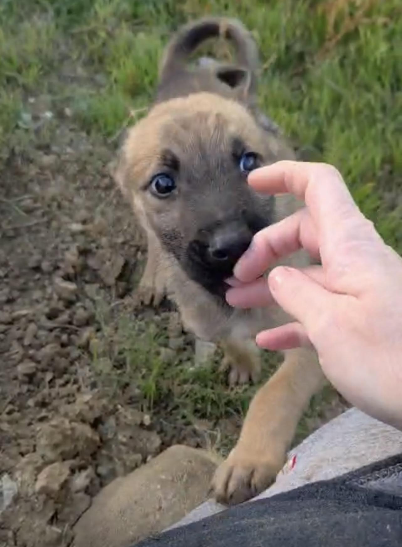 Enlarge Rupert, a Adoptable mixed breed in Encinitas, CA image 4/4