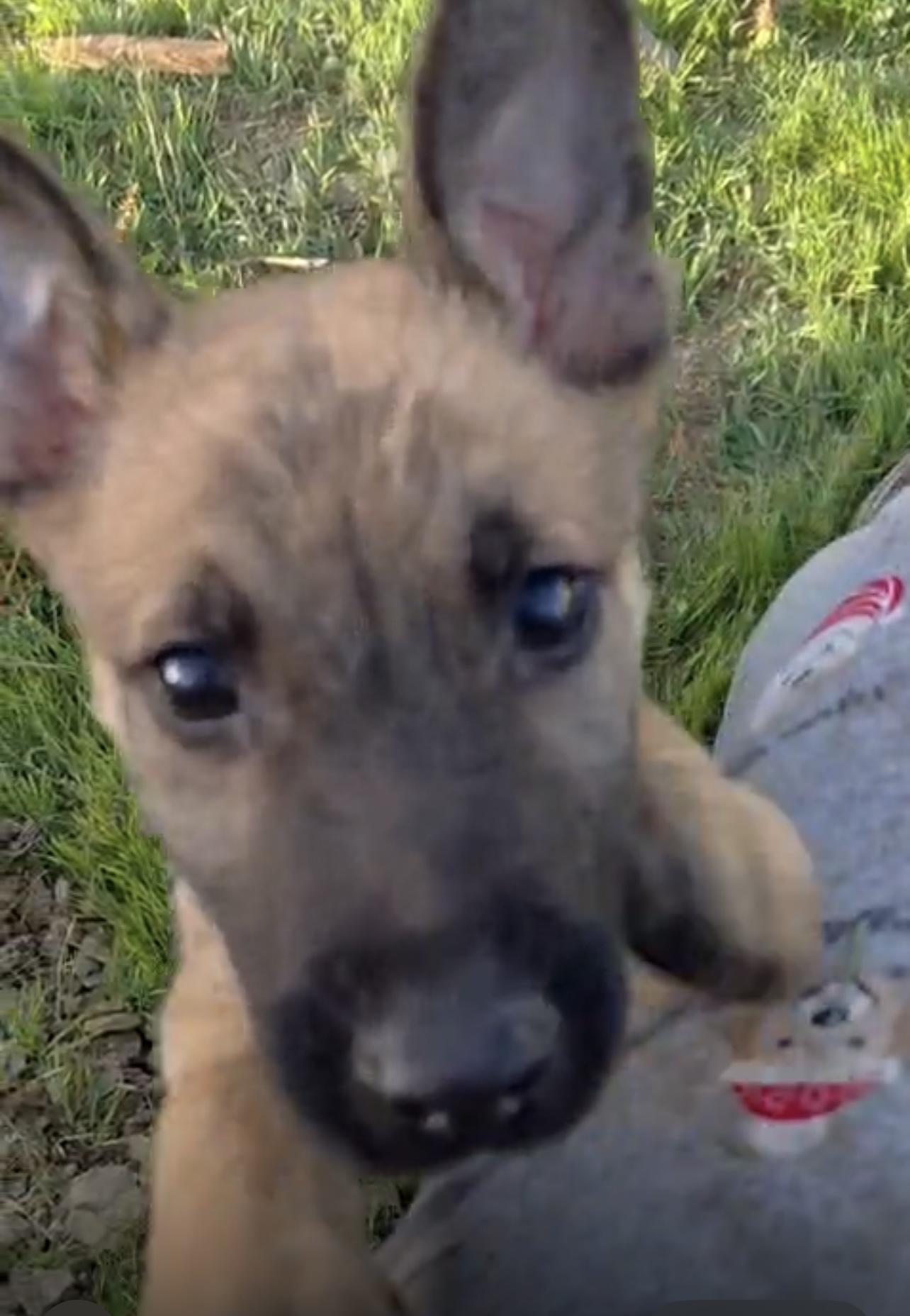 Enlarge Rupert, a Adoptable mixed breed in Encinitas, CA image 2/4