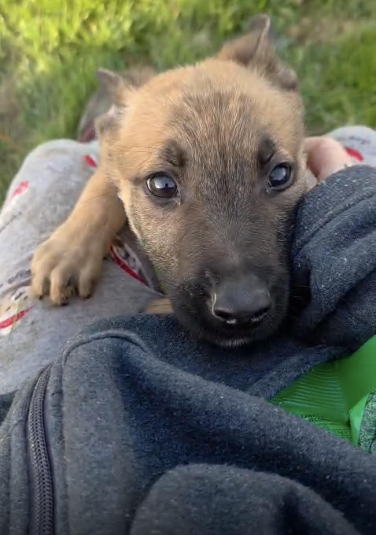 Enlarge Rupert, a Adoptable mixed breed in Encinitas, CA image 3/4