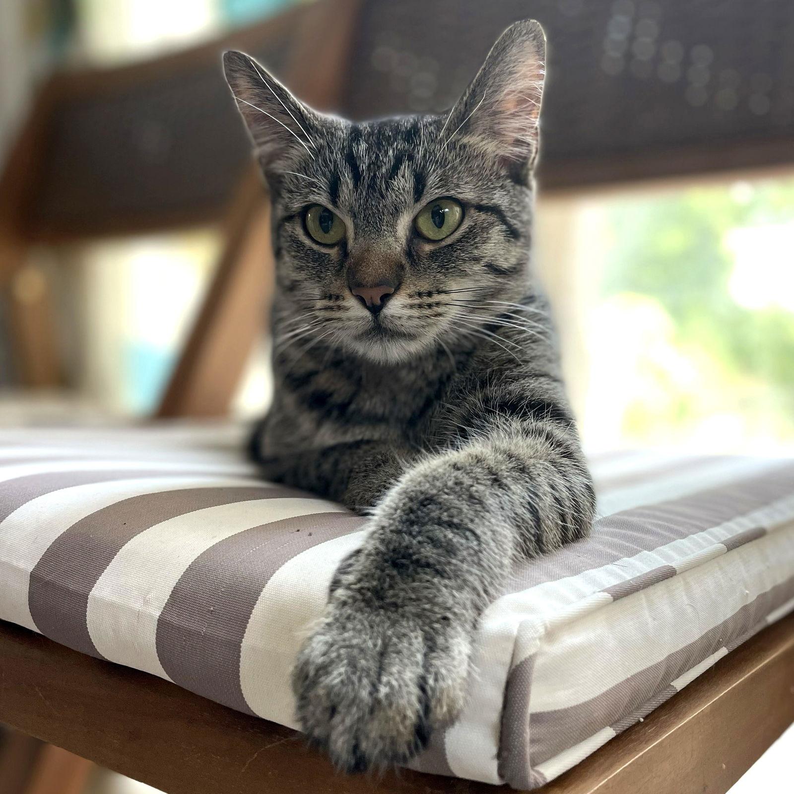 Mustard, Adopted, Young Female Domestic Short Hair & Tabby.