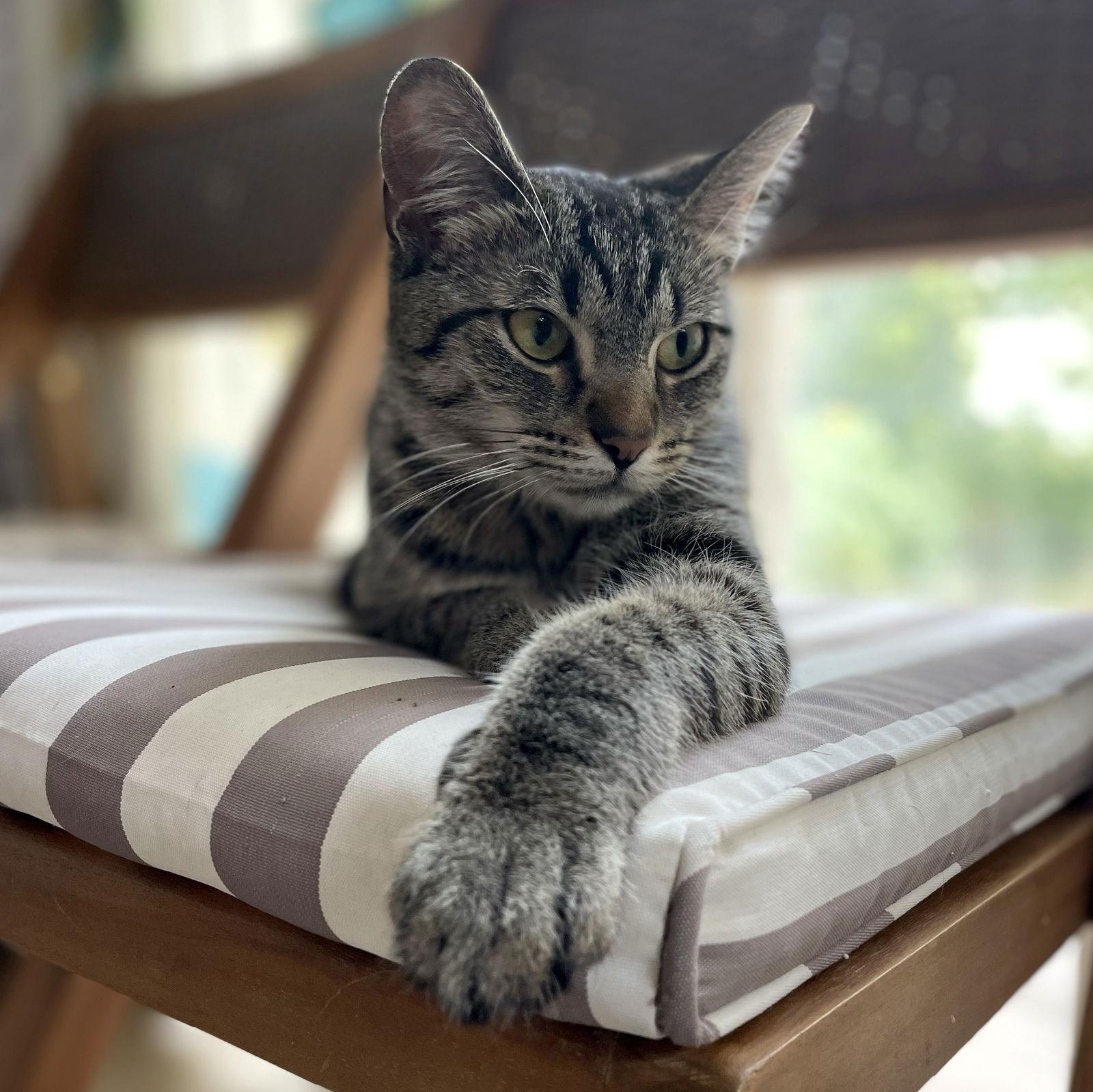 Enlarge Mustard, a Adopted mixed breed in Island Lake, IL image 2/3