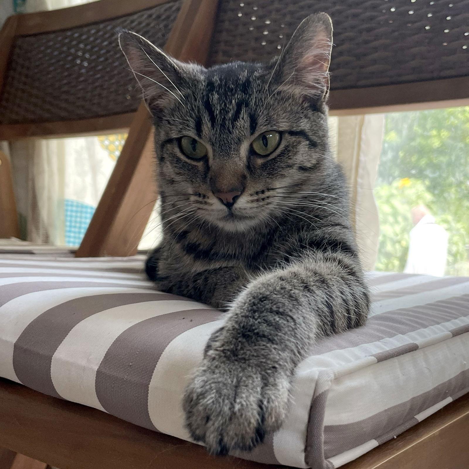 Enlarge Mustard, a Adopted mixed breed in Island Lake, IL image 3/3