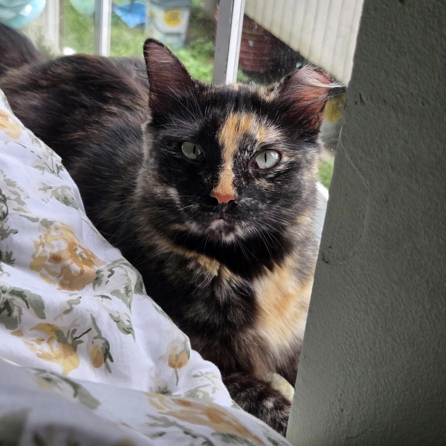 Enlarge Matilda, a Adoptable Domestic Long Hair in Grand Junction, CO image 4/6