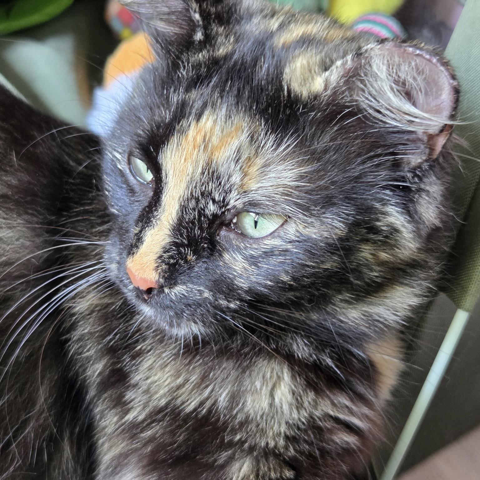 Matilda, Adoptable, Young Female Domestic Long Hair.