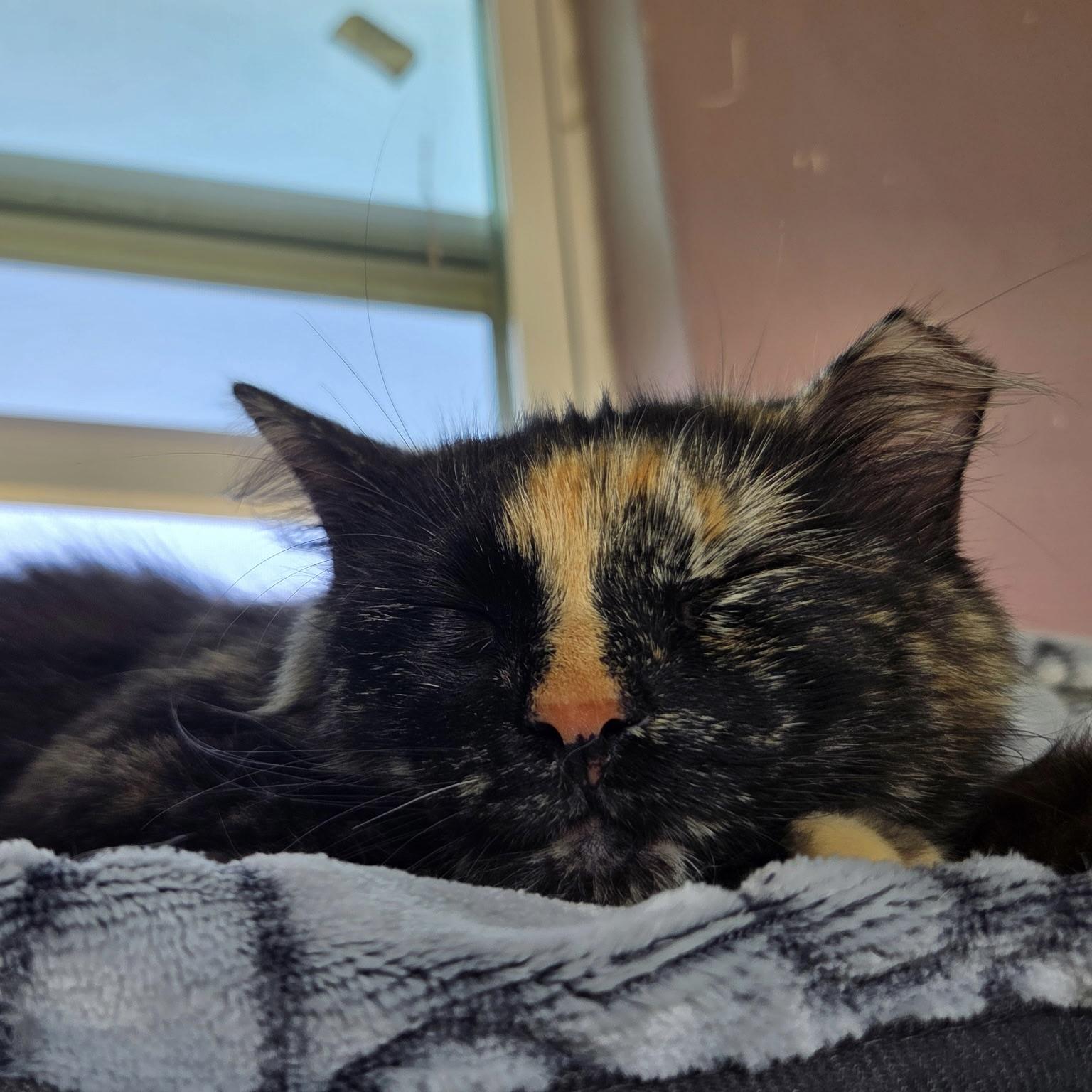 Enlarge Matilda, a Adoptable Domestic Long Hair in Grand Junction, CO image 3/6