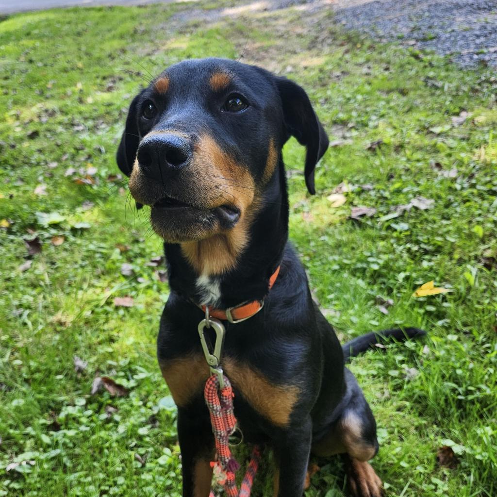 Daisy, Adoptable, Adult Female Hound.