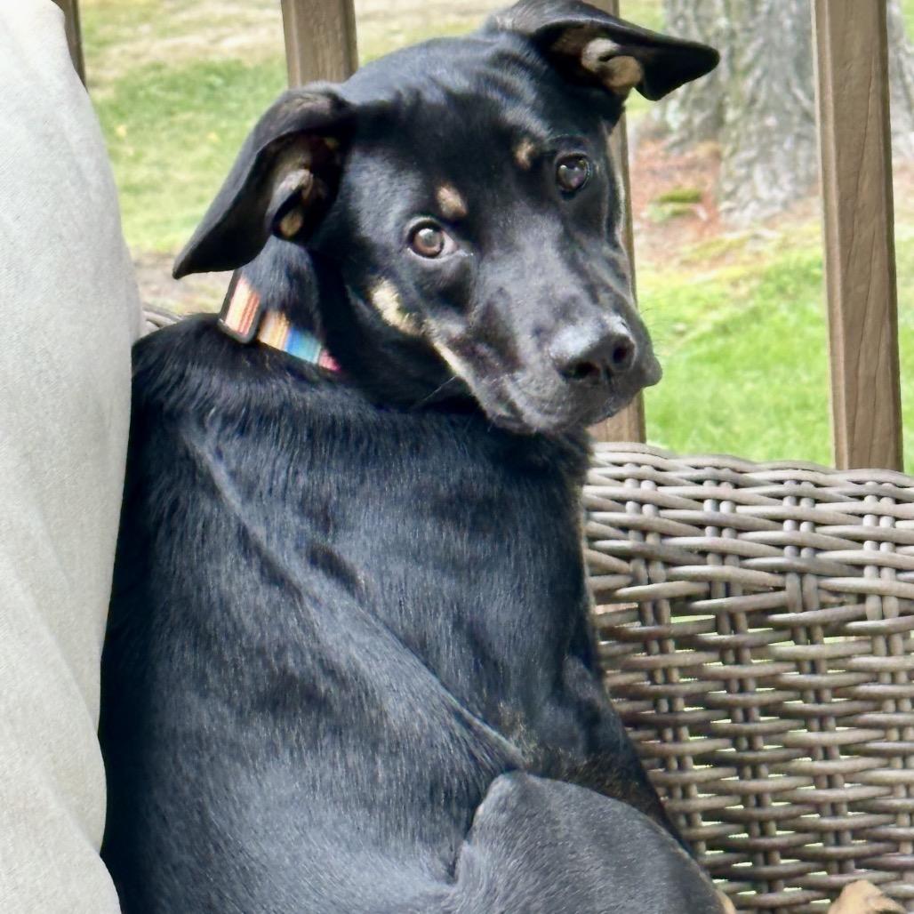 SOPHIE, Adoptable, Young Female Black Labrador Retriever & Miniature Pinscher.