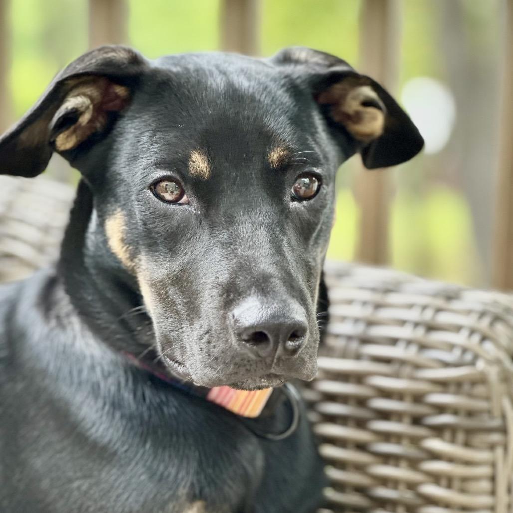Enlarge SOPHIE, a Adoptable mixed breed in Cordova, TN image 3/4