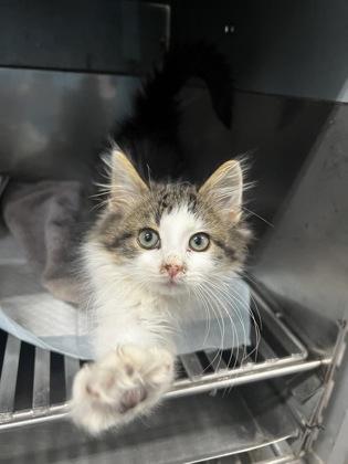 Stanky, Adoptable, Young Male Domestic Medium Hair & Domestic Short Hair.