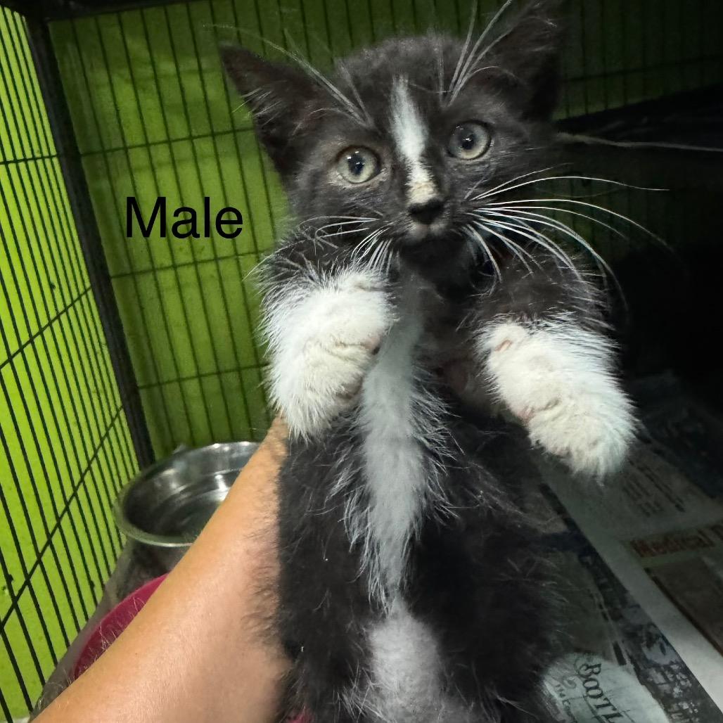 Enlarge MoonPie, a Adopted Domestic Short Hair in West Plains, MO image 1/2