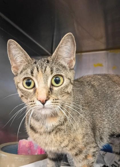 Smoothie, Adoptable, Kitten Female Domestic Short Hair & Domestic Short Hair.