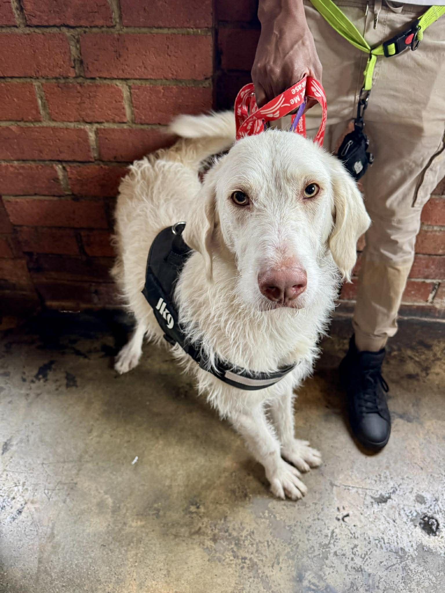 Waldo, Adoptable, Adult Male Labrador Retriever & Standard Poodle.