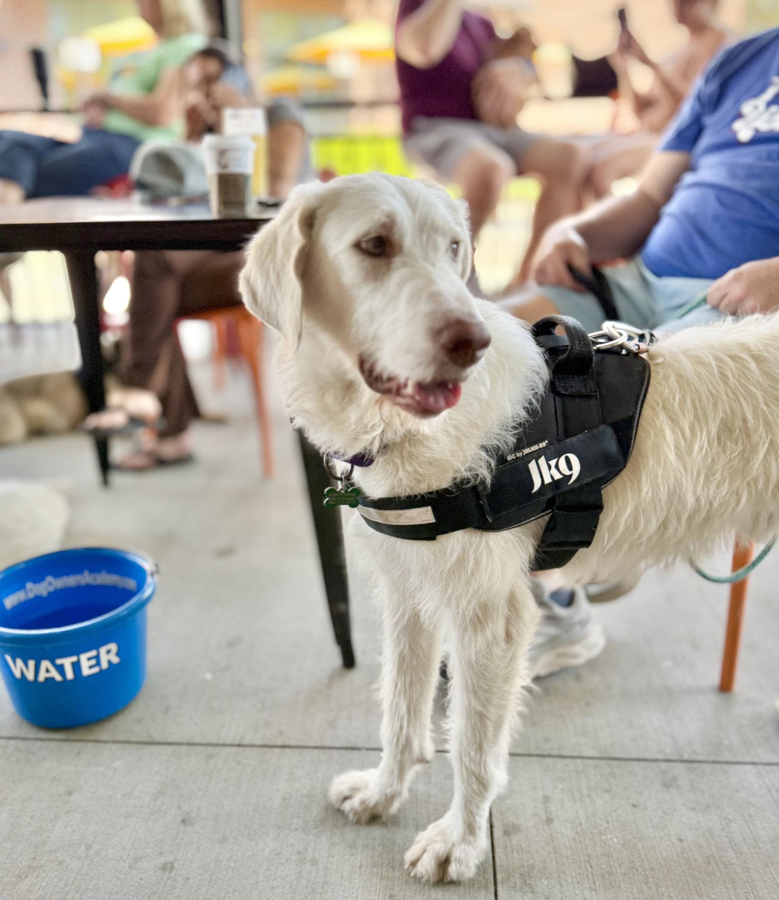 Enlarge Waldo, a Adoptable mixed breed in Charlotte, NC image 1/3