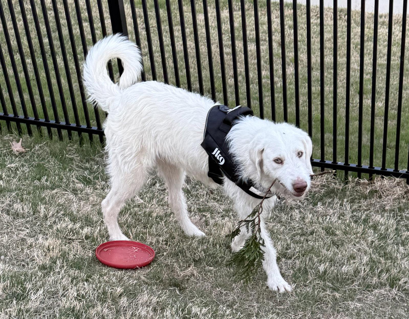 Enlarge Waldo, a Adoptable mixed breed in Charlotte, NC image 2/3