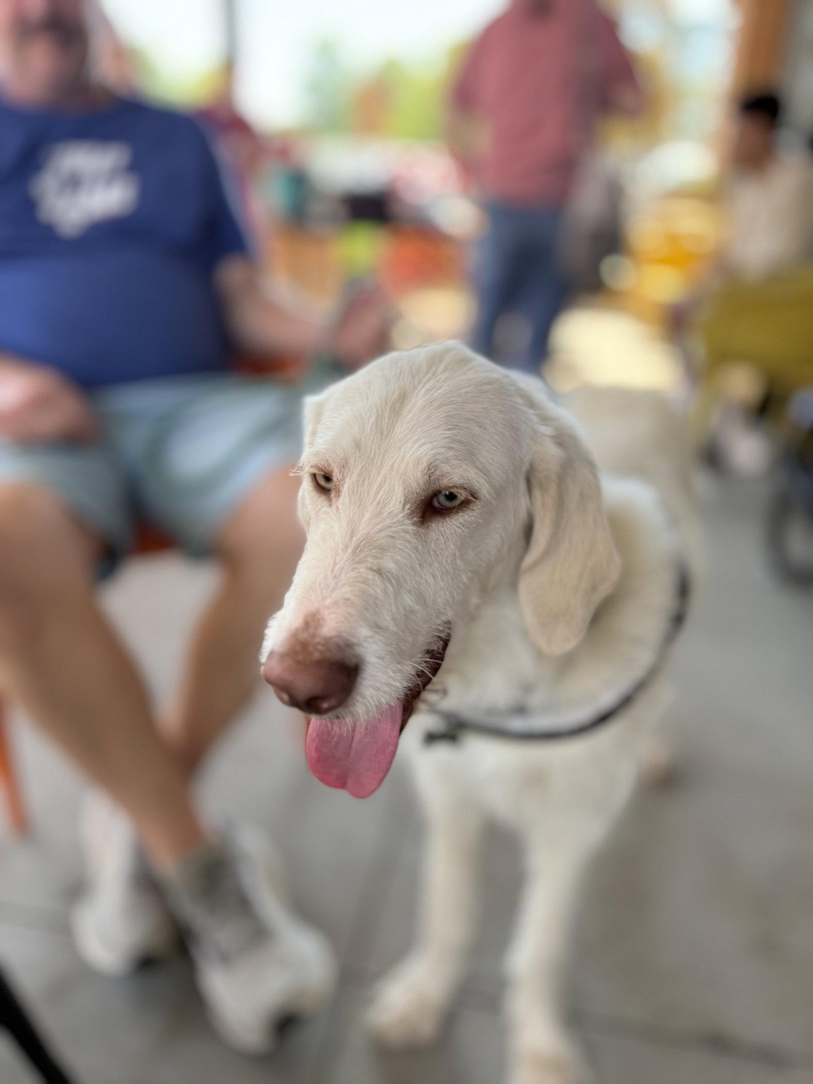 Enlarge Waldo, a Adoptable mixed breed in Charlotte, NC image 3/3