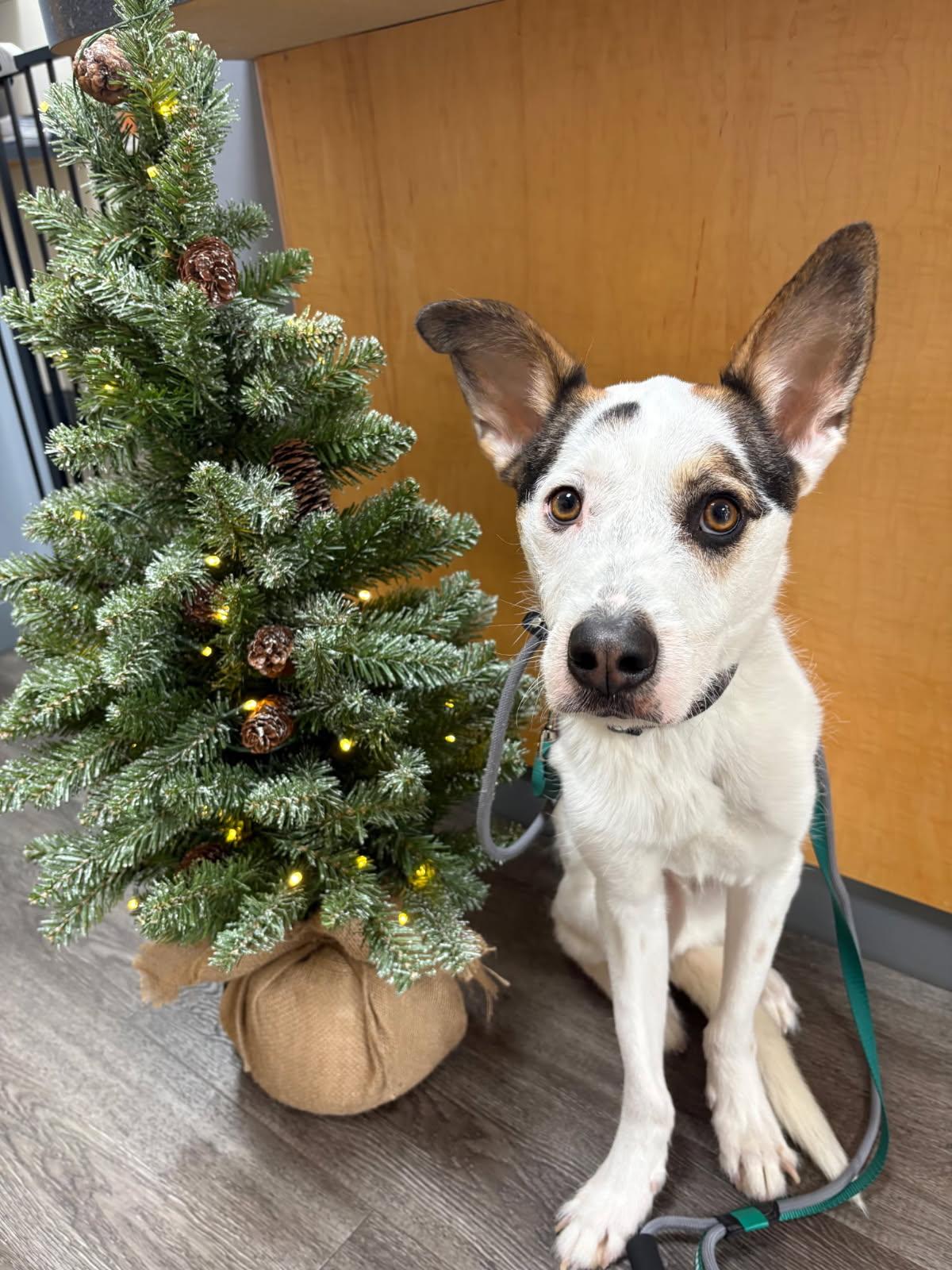 Spork - Courtesy Post, a ADOPTABLE mixed breed in Milford, NH image 1/3