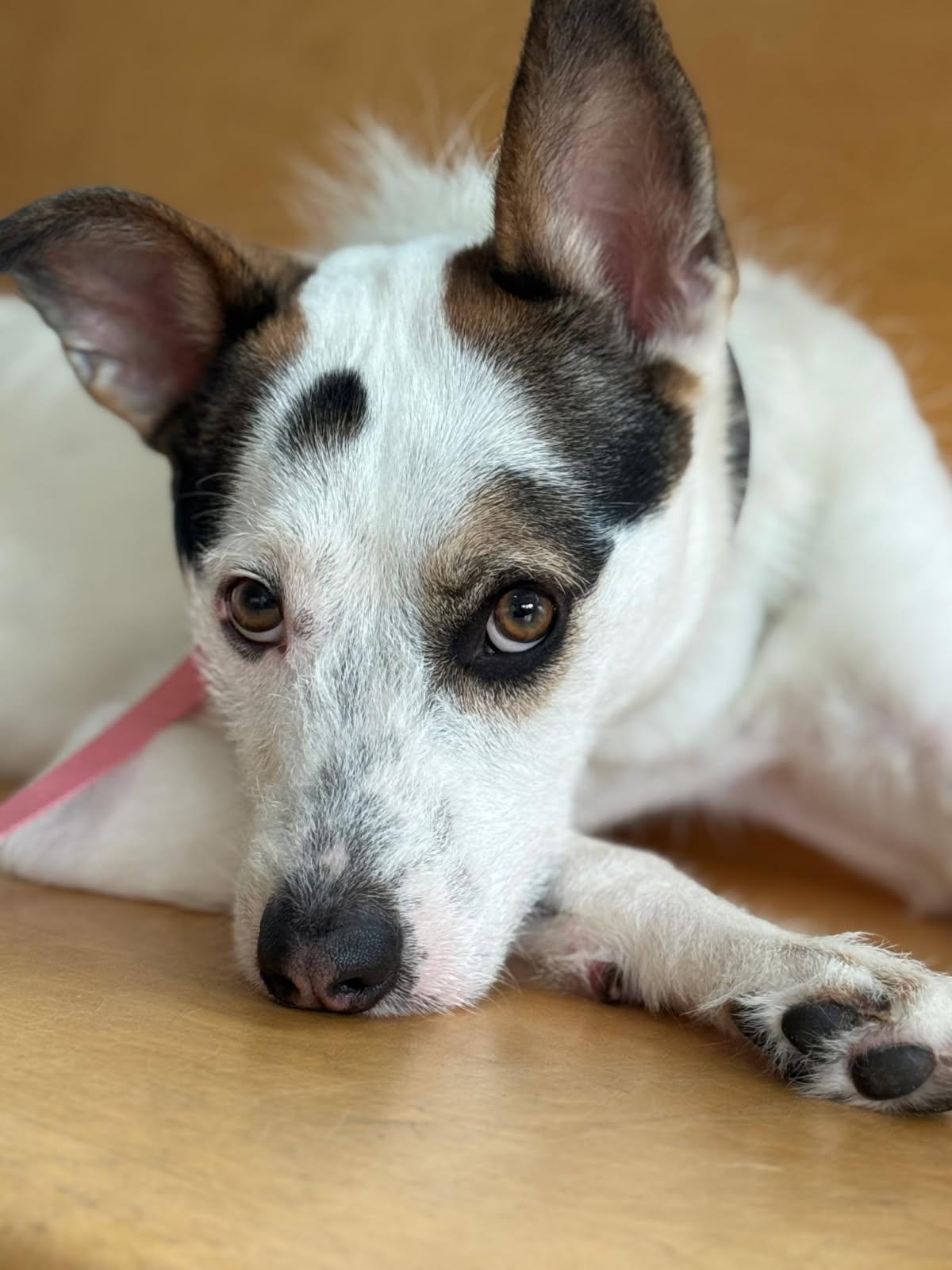 Spork - Courtesy Post, a ADOPTABLE mixed breed in Milford, NH image 2/3