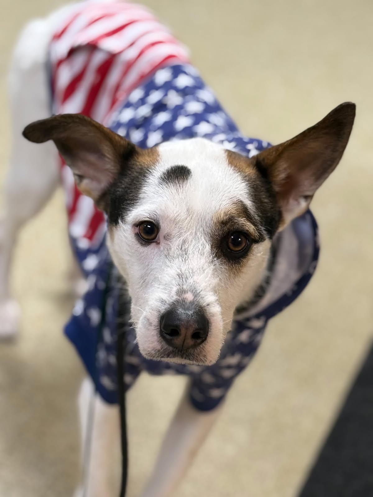 Spork - Courtesy Post, a ADOPTABLE mixed breed in Milford, NH image 3/3
