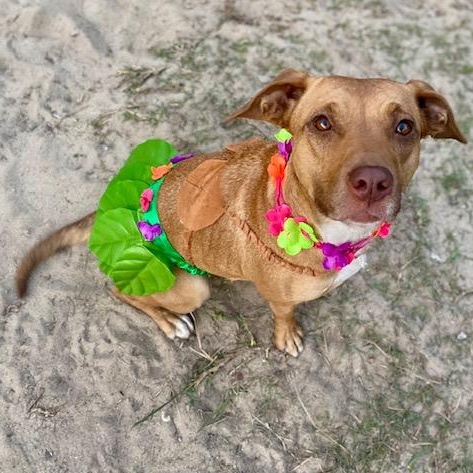 Minnie, an adoptable mixed breed in Leesville, SC image 3/5