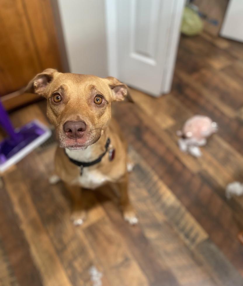 Minnie, an adoptable mixed breed in Leesville, SC image 2/5
