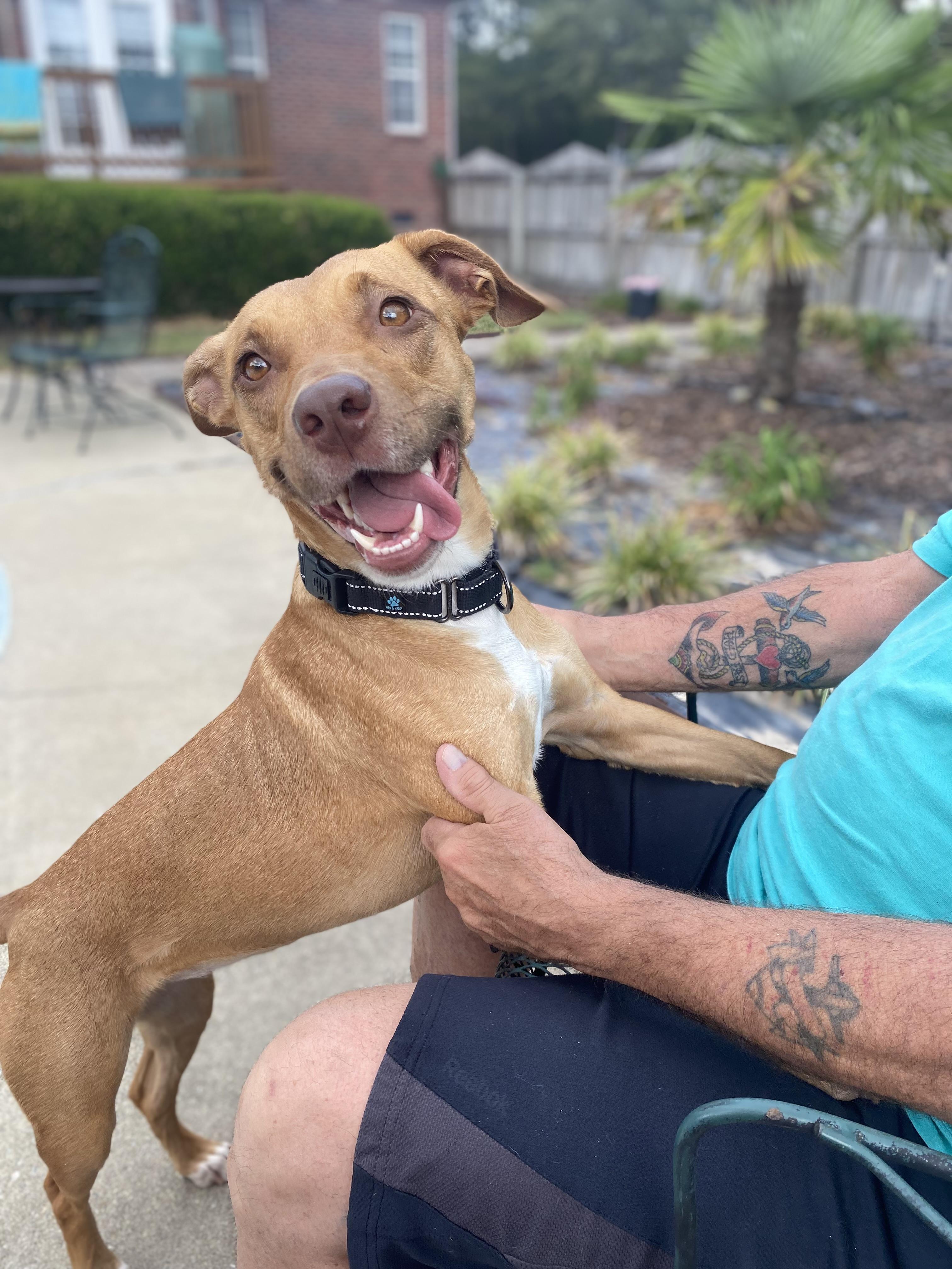 Minnie, an adoptable mixed breed in Leesville, SC image 4/5