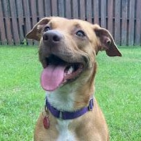 Minnie, adoptable, Young Female Pit Bull Terrier & Rhodesian Ridgeback.