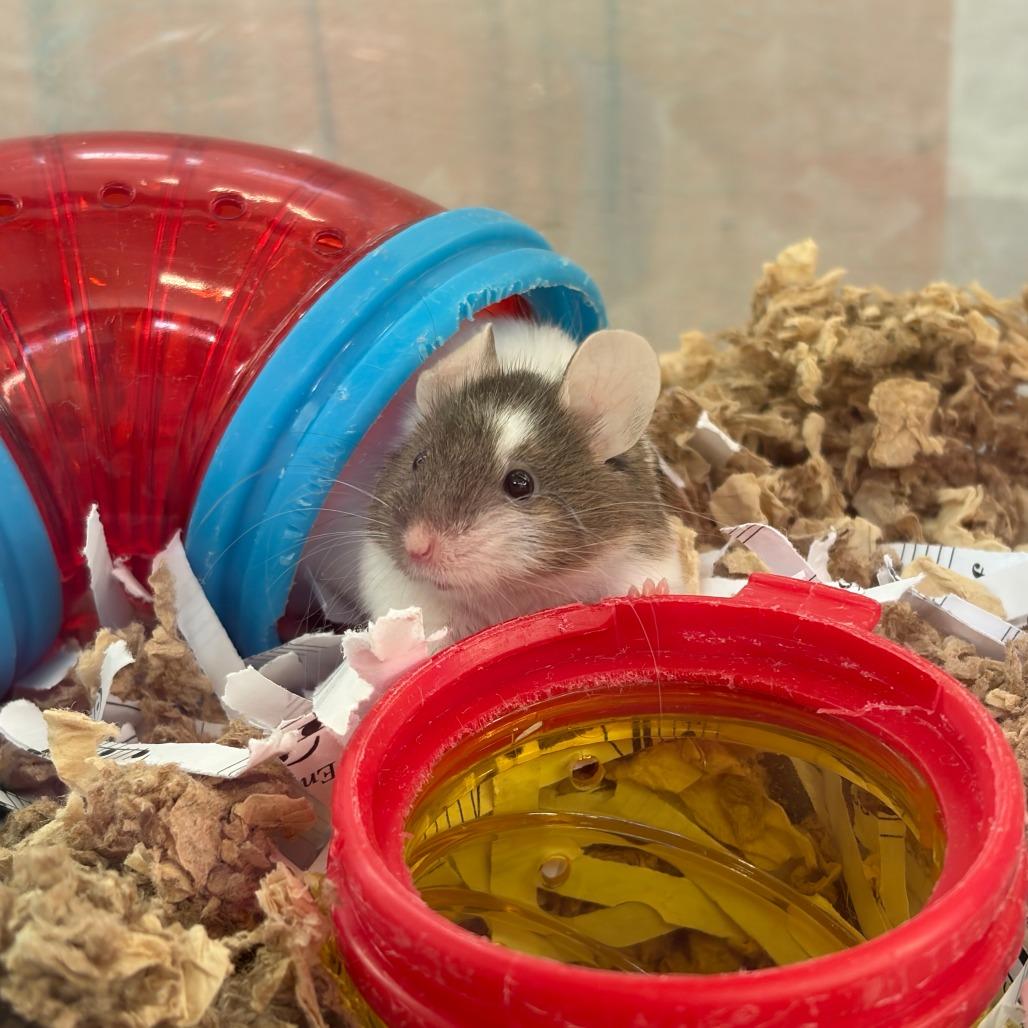 Lima, Adoptable, Young Male Mouse.