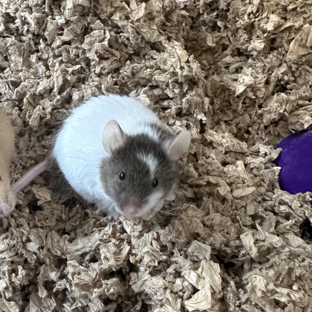 Enlarge Lima, a Adoptable Mouse in Bedford, NH image 1/2