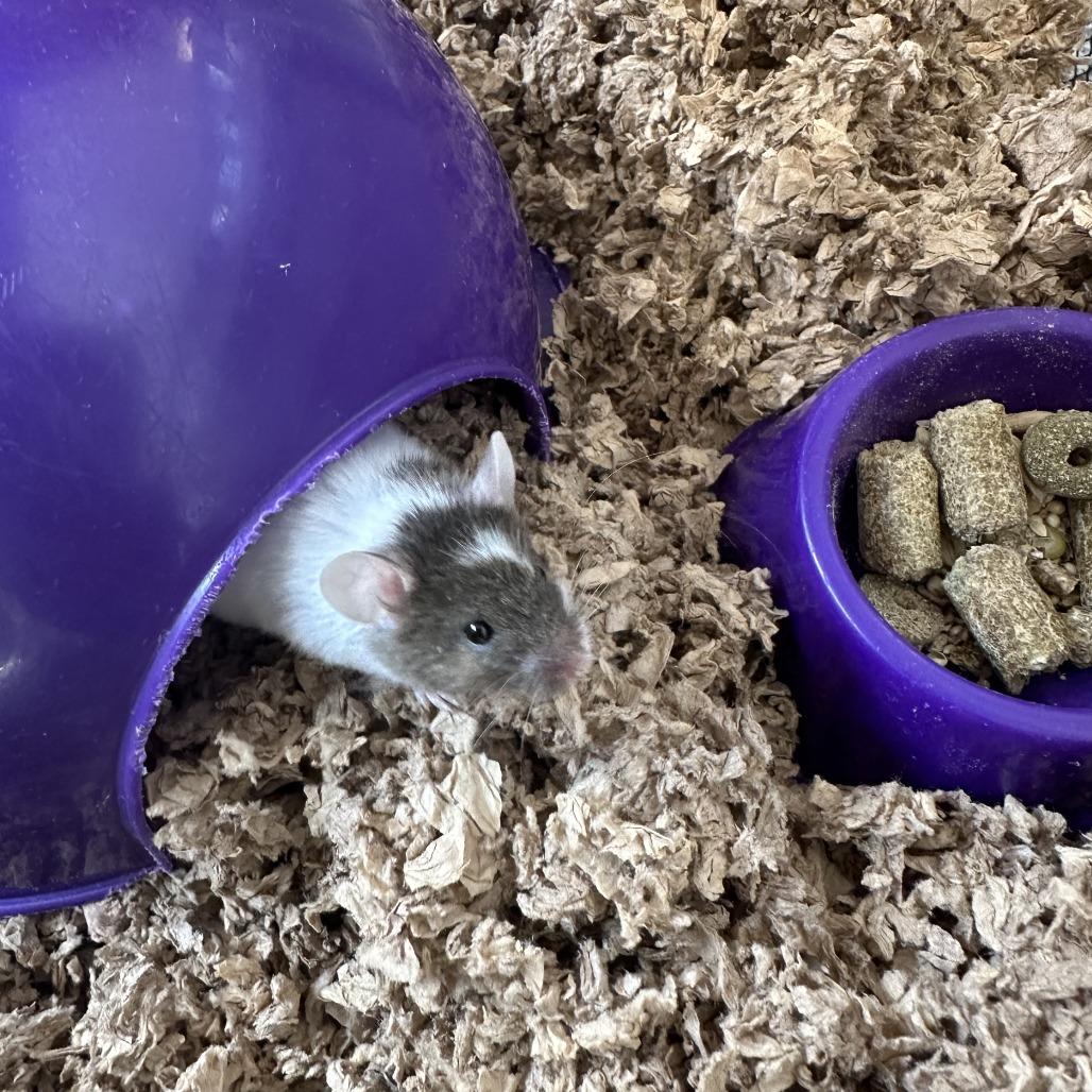 Enlarge Lima, a Adoptable Mouse in Bedford, NH image 2/2