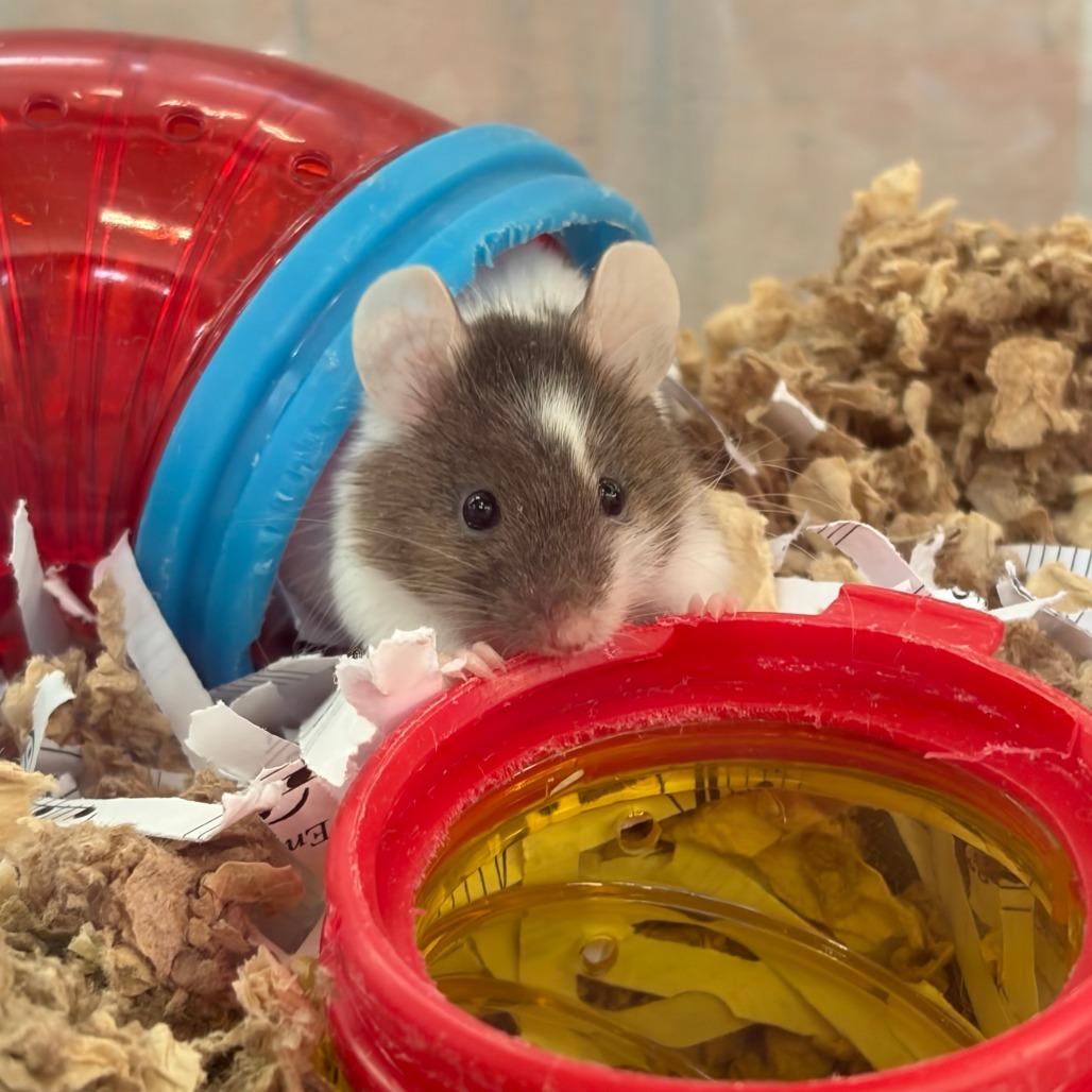 Enlarge Lima, a Adoptable Mouse in Bedford, NH image 4/4